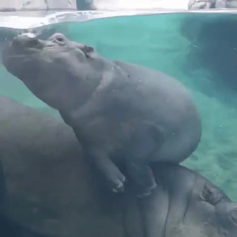 Rolling hippo, They See Me Rollin', They See Me Rollin They Hatin, Hippo, Animals, Hippopotamus, Water, Animals Pets