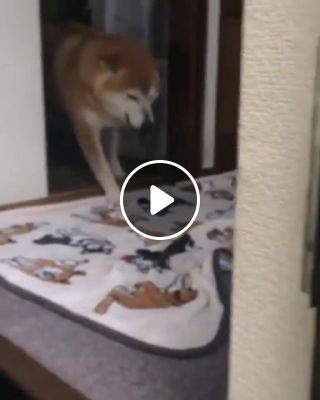 Shibe is a really excite