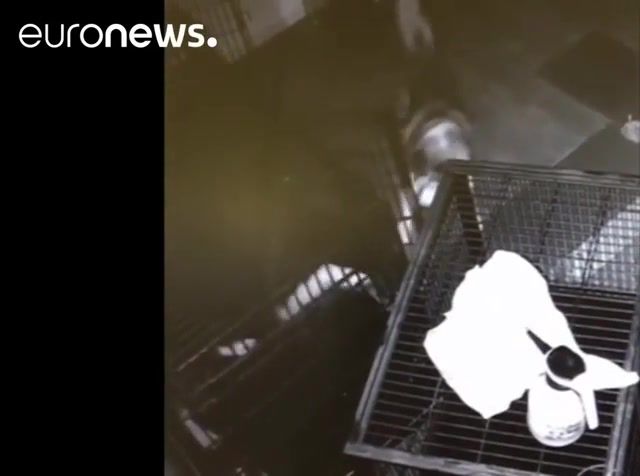 Siberian Husky escapes from Chinese cage, Nlo Tv, Nlotv, Freedom, Saved, Dog, Chinese, Escapes, Husky, Siberian, Siberian Husky Escapes From Chinese Cage, Animals Pets