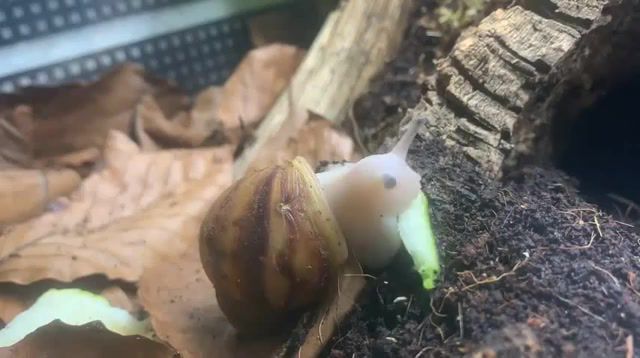 Snail - Video & GIFs | snail,eat,prodigy,music,loop,saws,insect,speed,eating,food,climbatize,squash,zucchini,eats,meal,pet,pets,amimal,nature