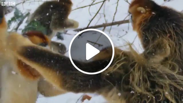 Snow monkey battle, bbc documentary, bbc, bbc earth, snow monkey fight, david attenborough, angry monkeys fight, snow monkey battle, animals and pets, snow monkeys, etienne jaumet metalik cages arab acid remix, animal life, animals pets. #0