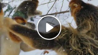 Snow monkey battle
