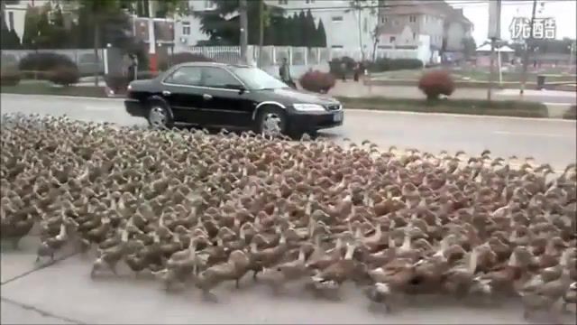 The ducks are taking over, duck, duck army, ducks, hell march, duck march, erika, german march, nazi, hitler, wehrmacht, ss, combat, world war, animals pets.