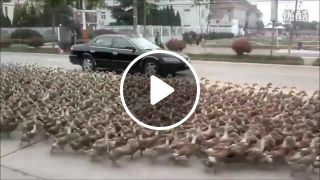 The ducks are taking over