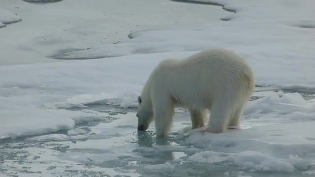 The polar bear drinks water, polar, bear, polar bear, drinks, drink, drinkin, water, ice, nord, nord pole, fun, funny, cool.