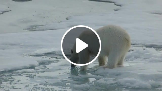 The polar bear drinks water, polar, bear, polar bear, drinks, drink, drinkin, water, ice, nord, nord pole, fun, funny, cool. #0