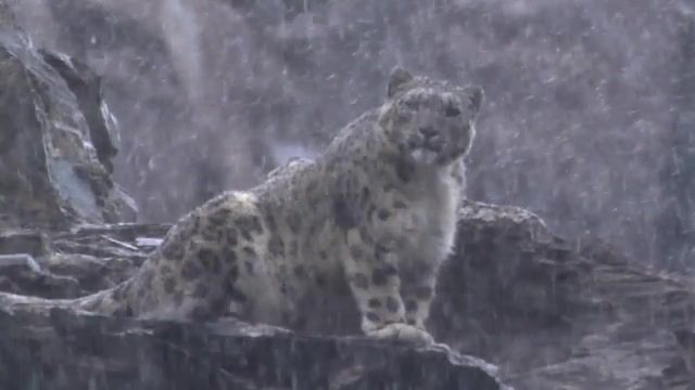 Winter is coming, gennady smoothkov, last year's snow fell, beyond the legends, bbc, snow leopard, animals pets.