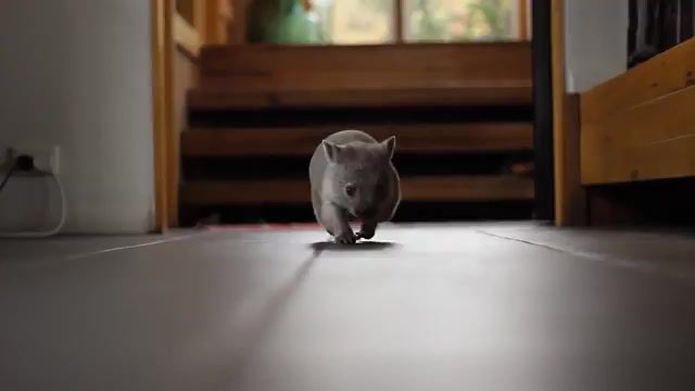 Wombat, 8bit, Running Wombat, Wombat, Animals Pets