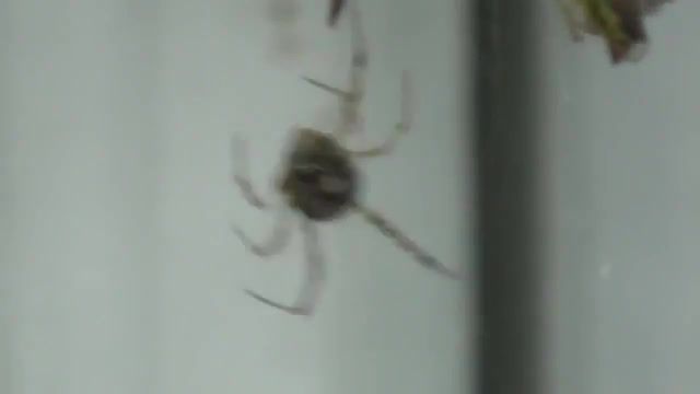 A spider with a spider on the leg, humor jokes, joke comedy, funny cat, funny animals, funny best, funny youtube, very fun, funny fails funny, fails compilation, funny compilation, funny, funny pranks, fun fun fun, fun, joke of the day, animals pets.