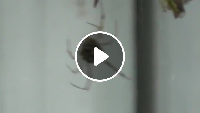 A spider with a spider on the leg, humor jokes, joke comedy, funny cat, funny animals, funny best, funny youtube, very fun, funny fails funny, fails compilation, funny compilation, funny, funny pranks, fun fun fun, fun, joke of the day, animals pets. #0