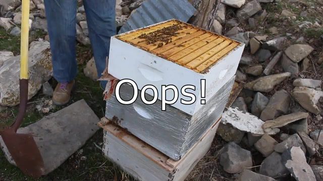 Bees - Video & GIFs | bees,cody's lab,meme,fun,insects,animals,shit,animals pets