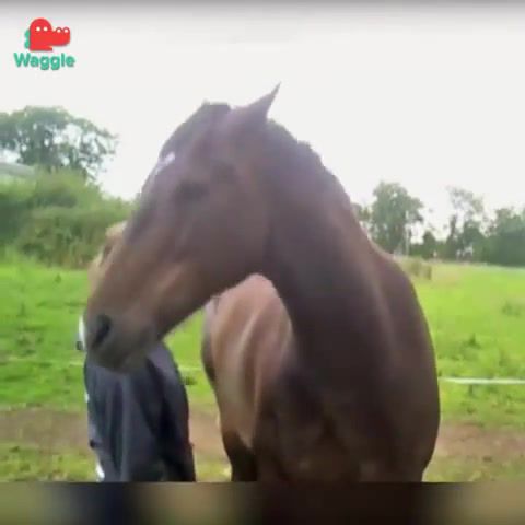 Bojack horseman in 5 seconds, horse, funny, animals pets.