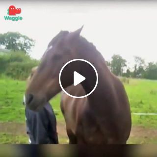 Bojack Horseman in 5 seconds