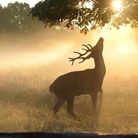 Deer, Deer, Nature, Sound, Sounds Of Birds, Sounds Of Nature, Forest, Natural, Animals Pets