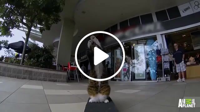 Didga the drumandb cat, drumandb, animal, cat, skateboarding cat, animals pets. #0