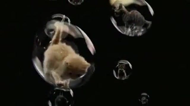 Floof Bubbles, Animals Pets