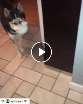 Husky pup drops bowl