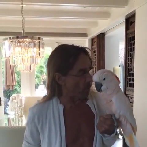 Iggy pop sings surfin bird for his bird, animals pets.