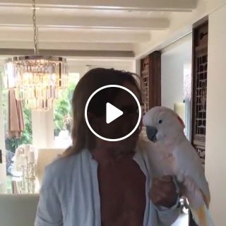 Iggy pop sings surfin bird for his bird
