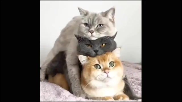 ISOLATION STACK CATS - Video & GIFs | meme compilation,cats,cat,animal lover,music,kitty,self quarantine,quarantine,corona virus,coronavirus,europe,italy,usa,asia,animals pets