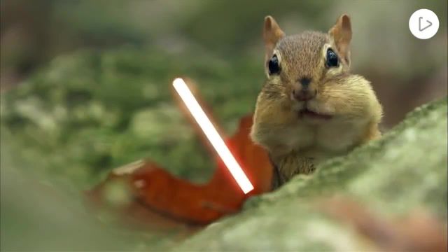 It's Over Anakin - Video & GIFs | star wars,chipmunk,squirrel,lightsaber,fight,battle,nature,cute,adorable,funny,meme,animals pets