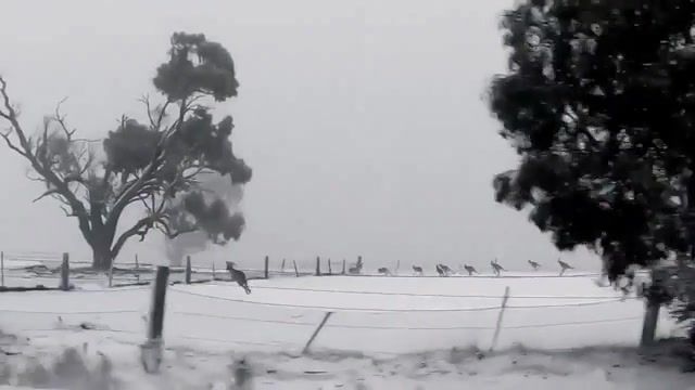 Kangaroos hopping through snow in australia, laughs, laughing, laugh, lol, ha ha ha, ha ha, taylor swift, kangoroo, australia, snow, music, edm, beat, bounce, cool, animals pets.
