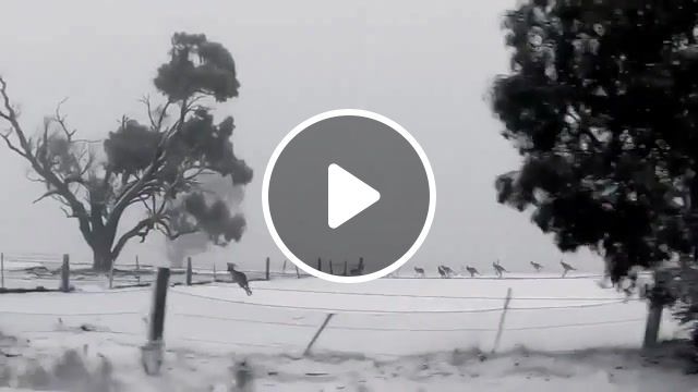 Kangaroos hopping through snow in australia, laughs, laughing, laugh, lol, ha ha ha, ha ha, taylor swift, kangoroo, australia, snow, music, edm, beat, bounce, cool, animals pets. #0