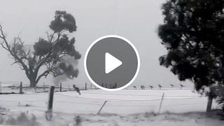 Kangaroos hopping through snow in Australia