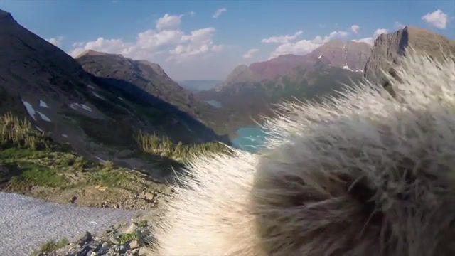 Marmot licks GoPro - Video & GIFs | tundra,timelapses,hiking,climate change,u s national park service,glacier national park,glacier,gopro,marmot,animals pets