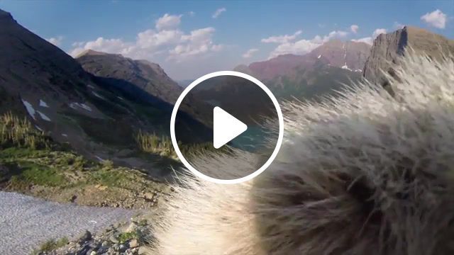 Marmot licks gopro, tundra, timelapses, hiking, climate change, u s national park service, glacier national park, glacier, gopro, marmot, animals pets. #0