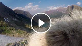 Marmot licks GoPro