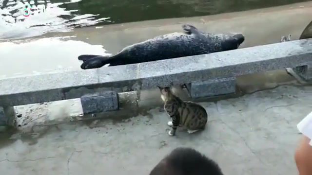 Moooove, cat, cats, seal, animals, ludacris, move bitch, oh no, moove, animals pets.
