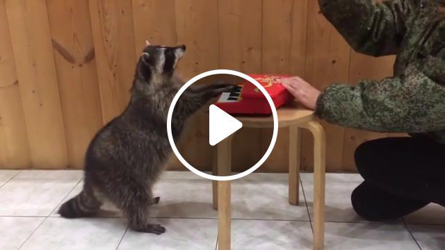Raccoon pianist, raccoon, animals, piano, liberamefromhell, animals pets. #0