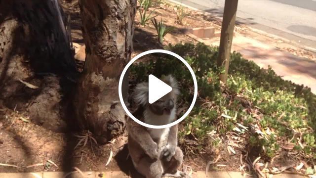 Screaming koala, koala, koala bear, cute koala, koala fight, koalas fighting, koala crying, adorable, cute, amazing, wildlife, australia, animal, cute animal, fighting, happy, alicia alexander, alicia, alexander, crying koala, koala kicked out of tree, tantrum, furby, koalafication, bully koala, trump, animals pets. #0