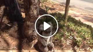 Screaming koala
