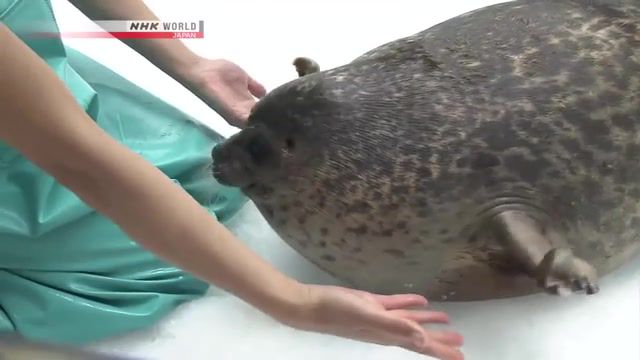 Seal yuki, animal, kawaii, yuki, seal, kaiyukan, osaka, animals pets.