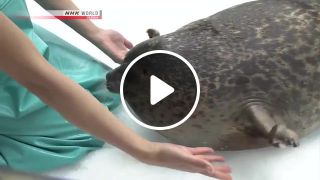 Seal Yuki