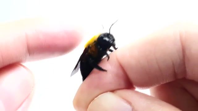 Why make friends with a bee, and why is it so cute, bumblebee, pumpkin, watermelon, bumblebee raising, please be, be bee, bumblebee landing, bee, bumblebee handling, raising insects, raising animals, pets, companion insects, bumblebee mukbang, carpenter bee, making friends with a carpenter bee, making friends with a bee, friends with bee, bee friend, bee friendly, marhanabachi, rest with friends, bee satiation, ong, ong th mc, bn ong, bee movie, pleasebee, animals pets.