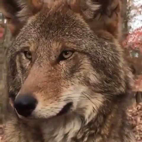 Wolf moore moore moore - Video & GIFs | animals,wolf,moore,nature,sound,animals pets
