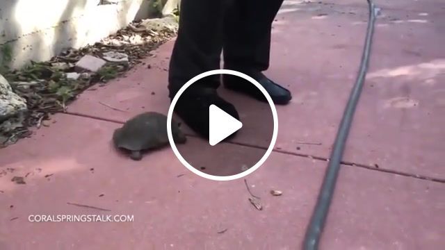 Angry turtle, turtle, animal, cute, animals pets. #0
