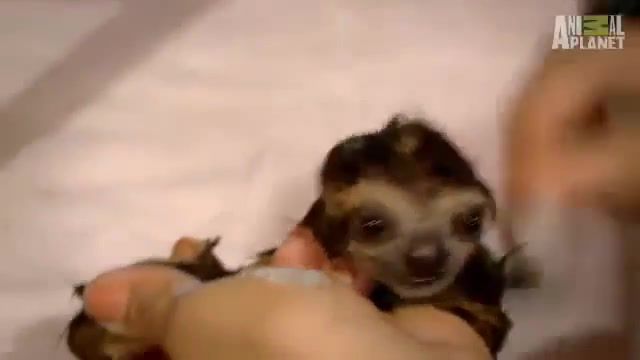 Bath Time for Baby Sloths Too Cute - Video & GIFs | pet,lazy,bath,adorable,cute,rescue,baby,sloths,sloth,animals pets
