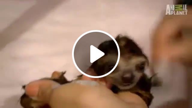 Bath time for baby sloths too cute, pet, lazy, bath, adorable, cute, rescue, baby, sloths, sloth, animals pets. #0
