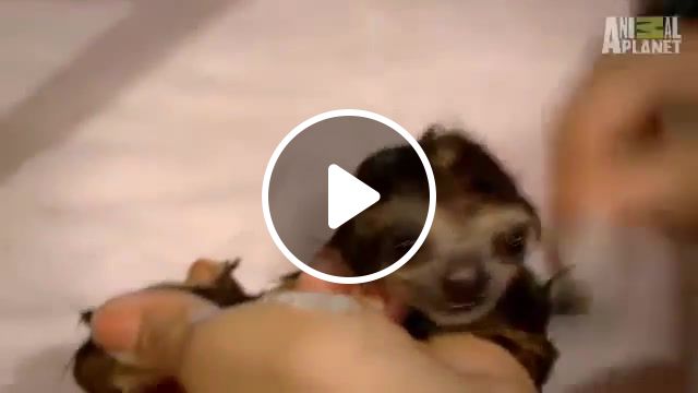 Bath time for baby sloths too cute, pet, lazy, bath, adorable, cute, rescue, baby, sloths, sloth, animals pets. #1