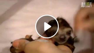 Bath time for baby sloths too cute