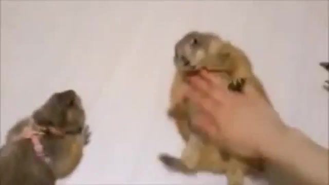 Can't touch this, Prairie Dog, Cant Touch This, Animals Pets