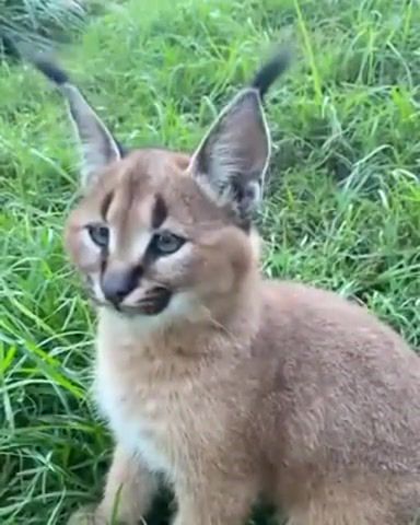 Caracal, wild cat, caracal, wild, nature, earth, ears, what a twist, love, life, traveler, omg, wtf, wow, animals pets.