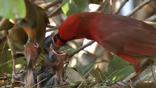 Cardinals feeding baby birds, Frontyard, Northern Cardinal, Nest, Birds, Baby, Feeding, Animals Pets