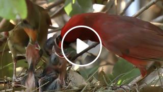 Cardinals feeding baby birds
