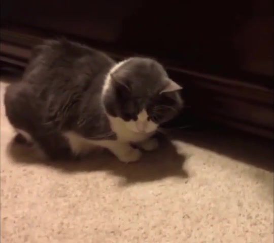 Curb Your Cat Treat - Video & GIFs | meme,memes,cats,cat,animals,cute,funny,animal,animals pets