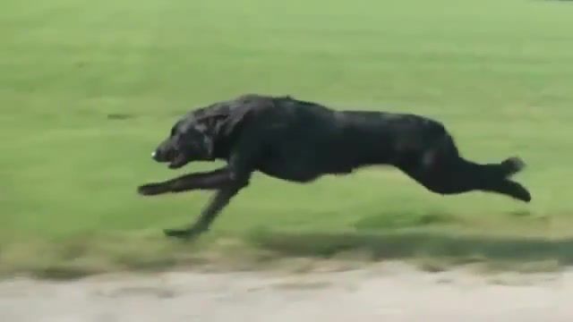 Dark dog, slow, motion, dog, run, animals pets.